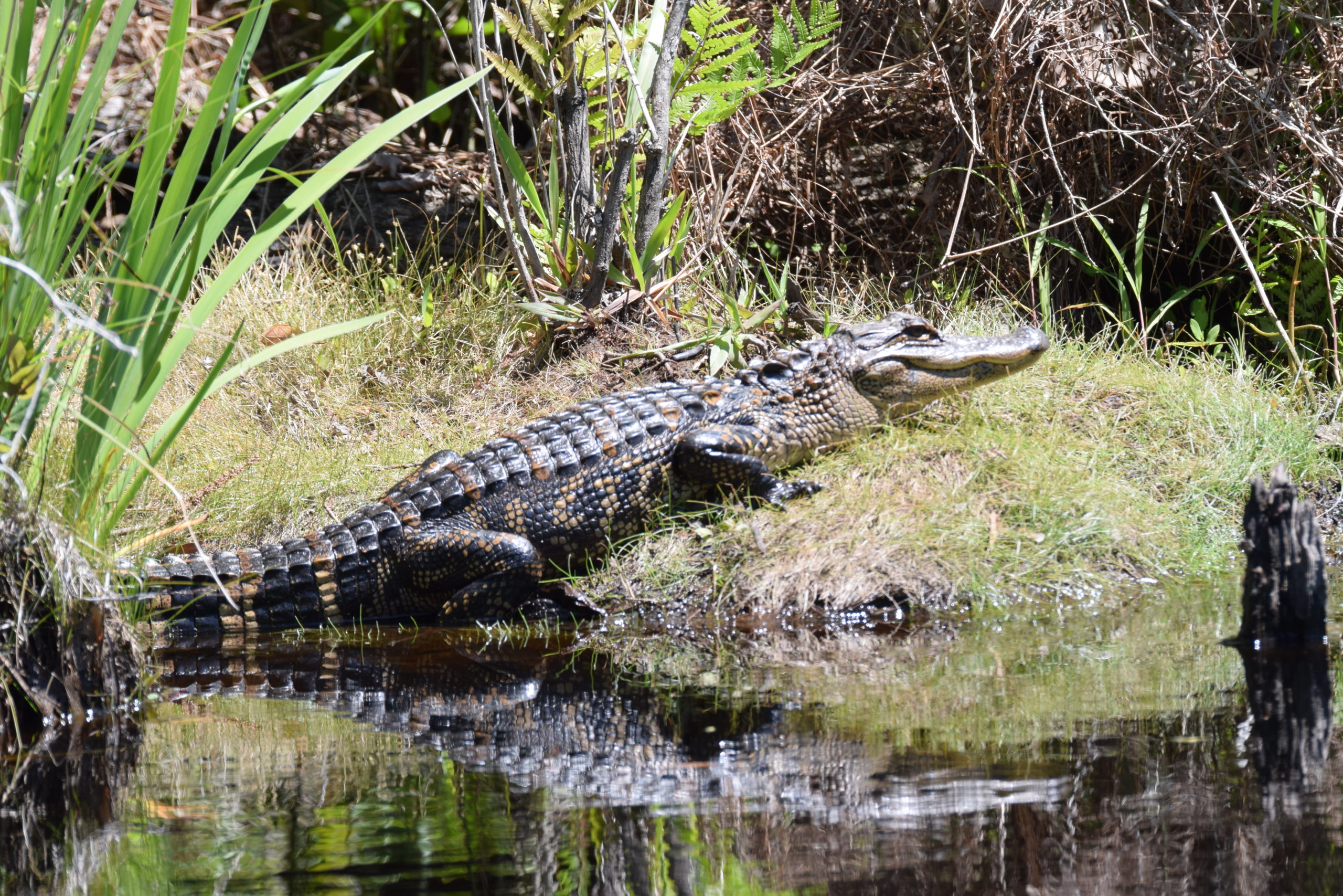 Shooting Alligators - My Single Lens Life